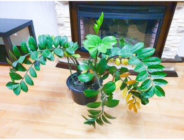 ��� ��������� �� ��������������: ������� ���������� �������� � �������