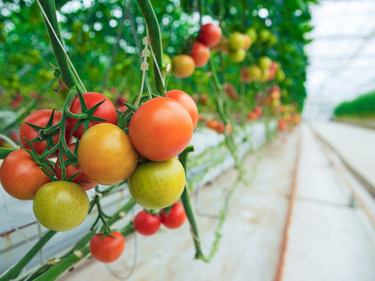 Узнайте секрет, как сделать ваши томаты сладкими и сочными без химии