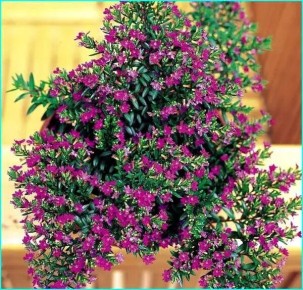 �����: ������������ ������� ��� ������ ���� � ����