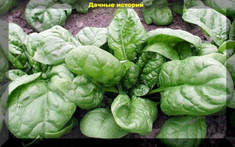 ������������� �������� ��� ��������� ������ � �������