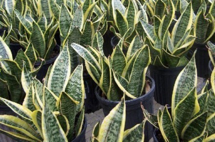 ������������� �������� � ����� ����: ��� ��������� � ������������