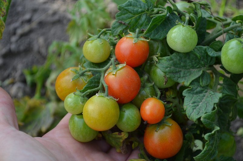 Томаты для вашего огорода: Как выбрать лучшие сорта для летнего урожая