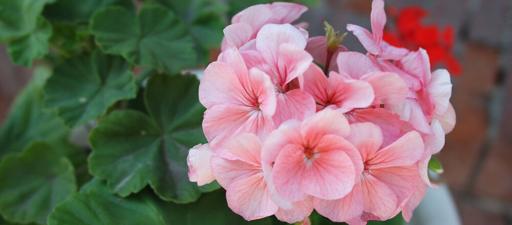 Как комнатные растения очищают воздух: 20 лучших решений для вашего дома