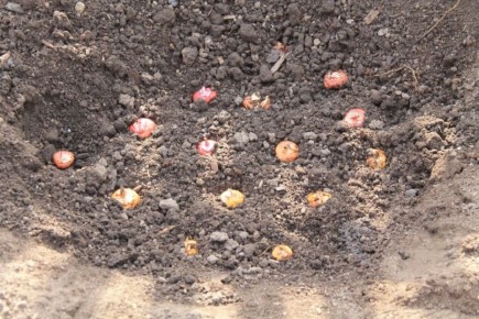 Как выбрать и вырастить весенние луковичные: важные советы