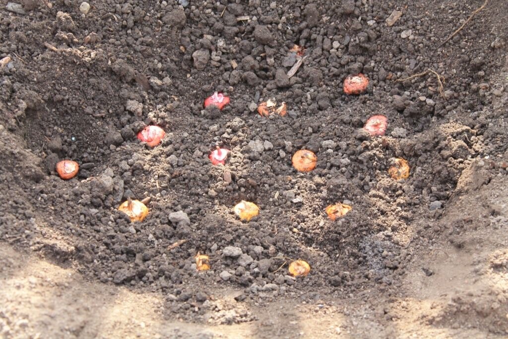 Как выбрать и вырастить весенние луковичные: важные советы