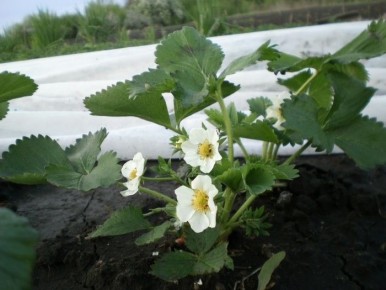 Как легко укоренить клубнику осенью: простые советы по посадке