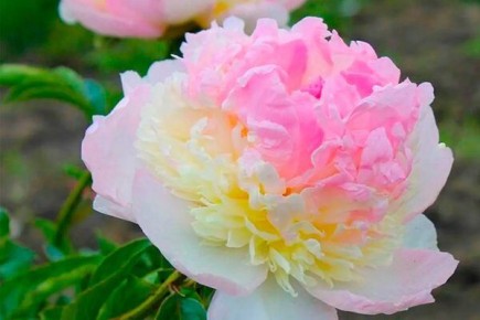 Как вырастить пионы распберри сандей: советы и рекомендации