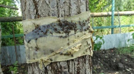 Умное решение для защиты сада: ловчий пояс от вредных насекомых