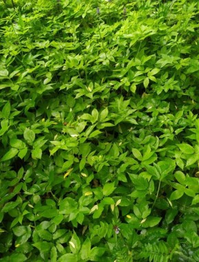 �����: �������� �������� � ������� ������������ �����