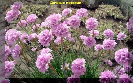 Многолетние растения для вашего сада: минимум забот — максимум красоты