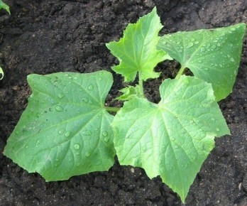 ����������� ������� �������: ������� � ������ ��� ��������