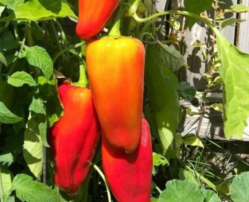 ������ ����������� ����� �����: ������ ����� ������ �����������