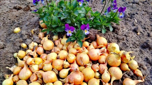 ��� ��������� ���-����� � �������� � �� ����������� ������