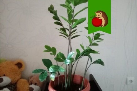 Как заставить замиокулькас пускать новые побеги: простые советы