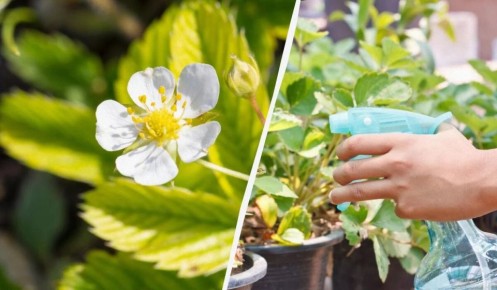 Как защитить клубнику во время цветения: полезные советы