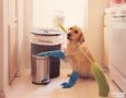 Уборка и домашние питомцы: как обезопасить furry-друзей