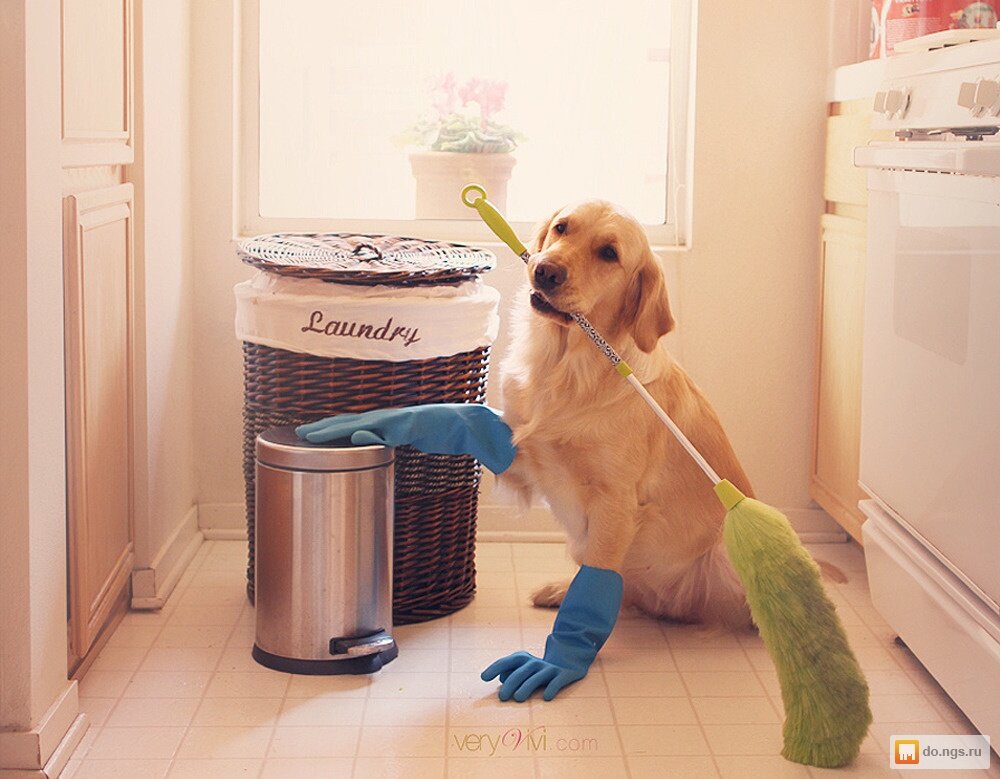 Уборка и домашние питомцы: как обезопасить furry-друзей
