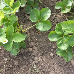 Клубника Азия: первый урожай и впечатляющие результаты