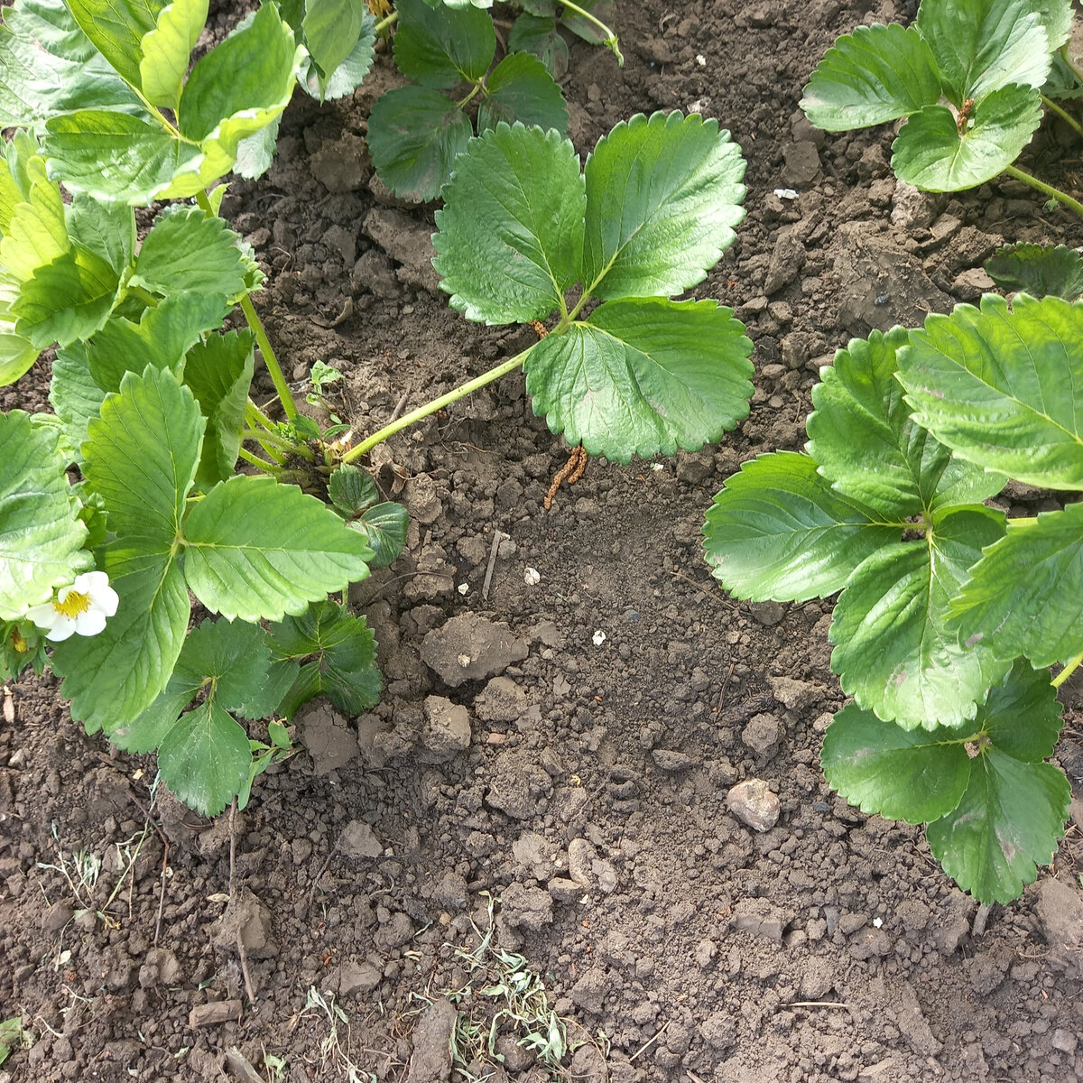 Клубника Азия: первый урожай и впечатляющие результаты