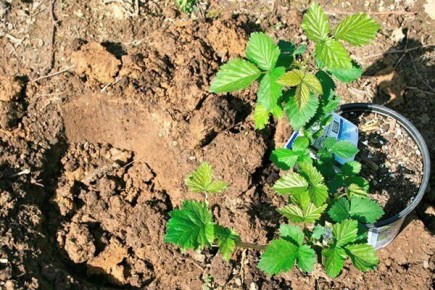 Посадка ежевики: Секреты успеха и советы для садоводов