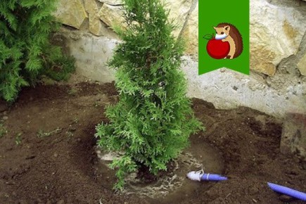 Почему стоит поливать хвойные растения ранней весной?