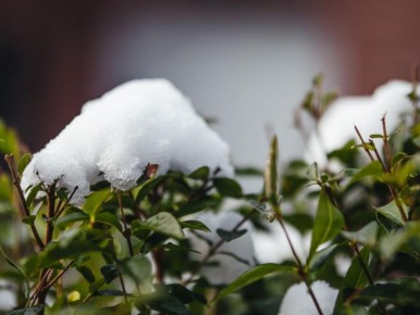 Зимние опасности для вашего сада: Как защитить деревья от снеголома