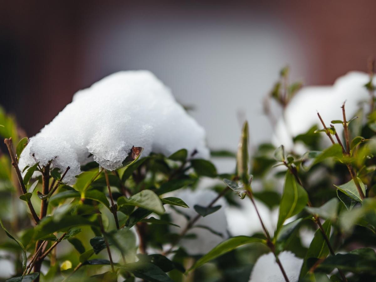 Зимние опасности для вашего сада: Как защитить деревья от снеголома