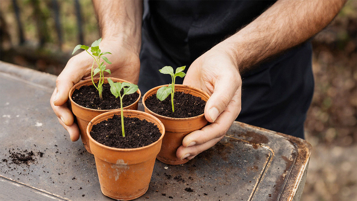 Подготовка к дачному сезону: секреты успешной рассады