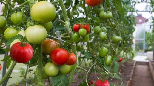 ������ ����� ���������: ��� ������� ��������� ��� ������ �������