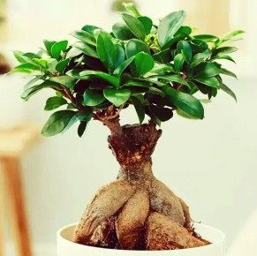 ����� ����������: ��������� ����� ��� ������ ��������� ����