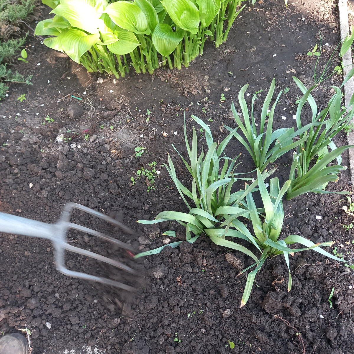 Как добиться яркого цветения махровых нарциссов каждую весну