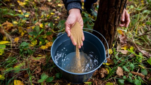 Секреты успешной подкормки вишни и сливы осенью для ягодного изобилия