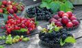 Как добиться богатого урожая ягод на даче