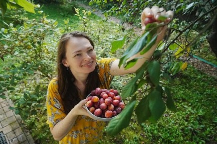 Как поддержать плодовые деревья после цветения: секреты успешного урожая