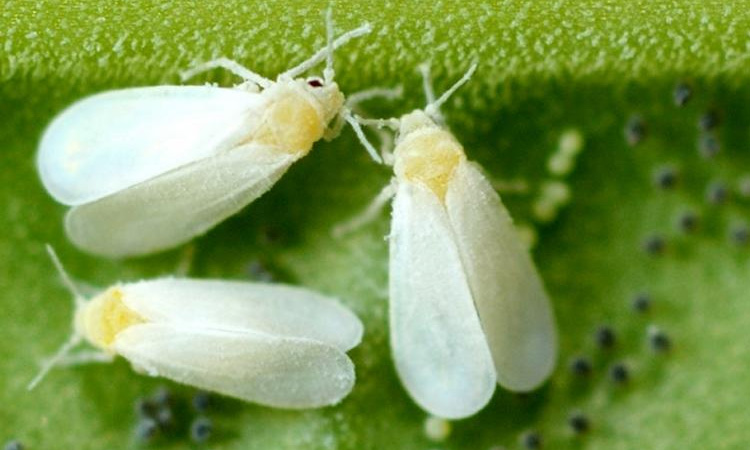 Как эффективно бороться с белокрылкой на рассаде: секреты и советы