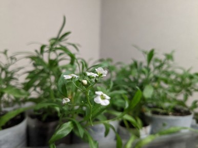 Как избежать неудач в выращивании алиссума: три главные проблемы