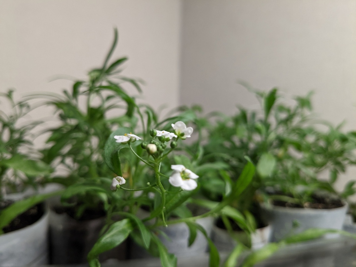 Как избежать неудач в выращивании алиссума: три главные проблемы