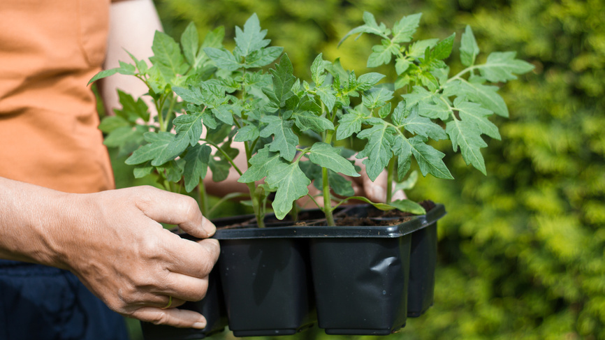 Почему стоит перейти на апрельский посев томатов: новый взгляд на привычное