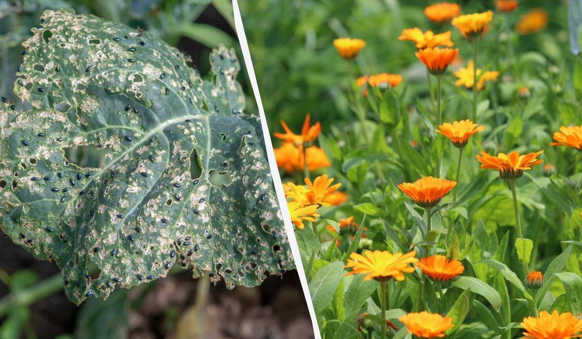 Как спасти редис и капусту от крестоцветной блошки без химикатов