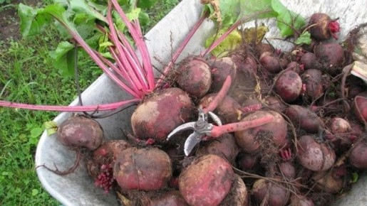 ��� ��������� ������: ������� ����������� �������� �� ������� ���������