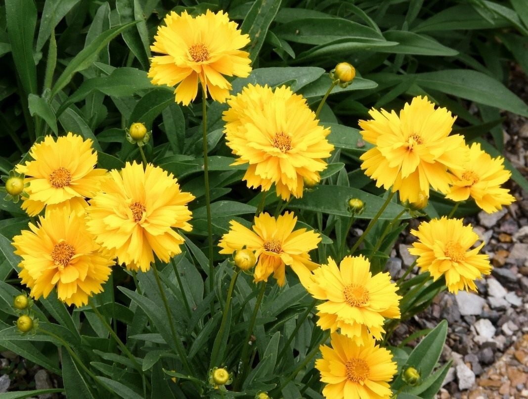 5 великолепных многолетников, которые радуют цветением весь летний сезон