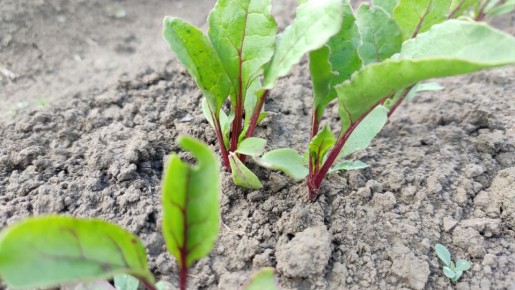 ��������� ����� ������: ������� ������� ������ ��� �����