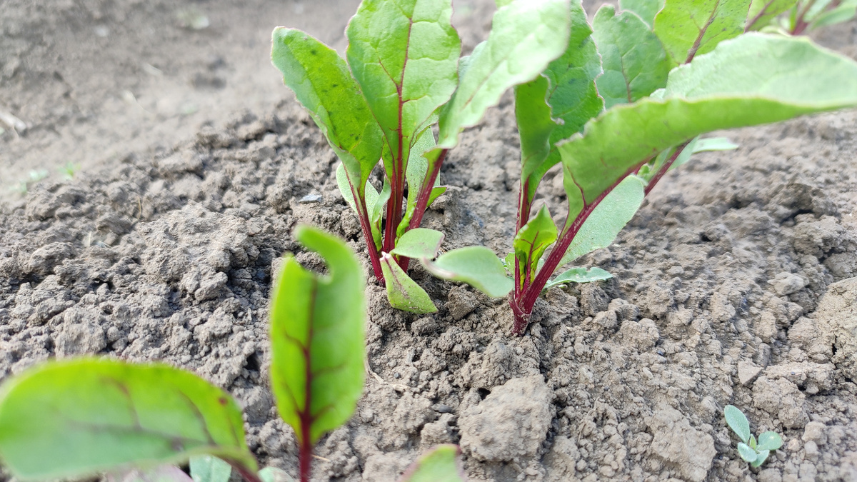 Подзимний посев овощей: секреты раннего урожая без химии