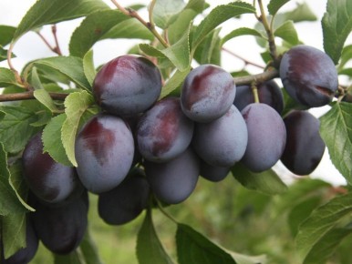 ��� �������� �������� ������ ���� � ��� � ���� ������