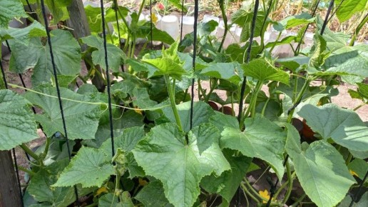 �������?? secretos de cultivo: ��� ������ ����� ����������� ��� ������ �������