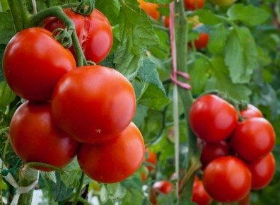 ������� ��������� ����������� ������� � ������ ����