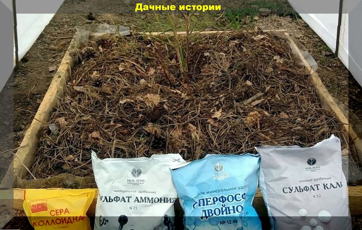 Секреты весенней подкормки голубики: что выбрать для идеального урожая