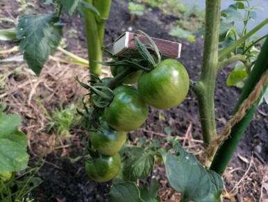 Зимний посев томатов: Зачем и какой эффект может быть?