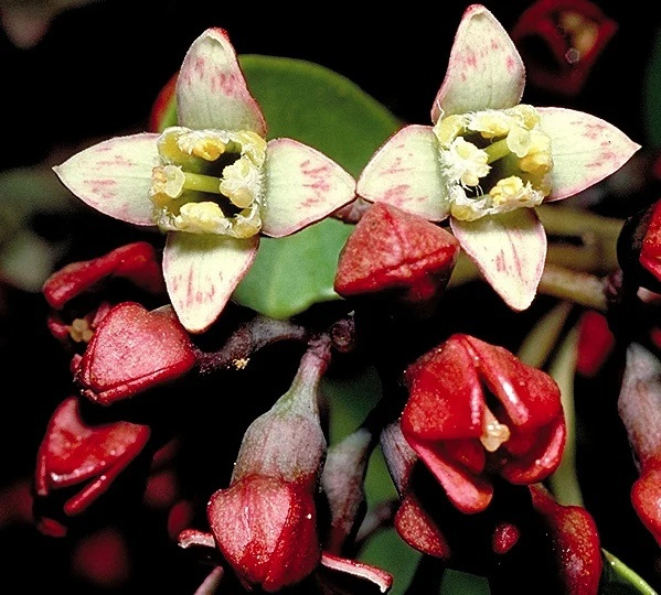 Сандаловое благовоние: искусство улучшения атмосферы