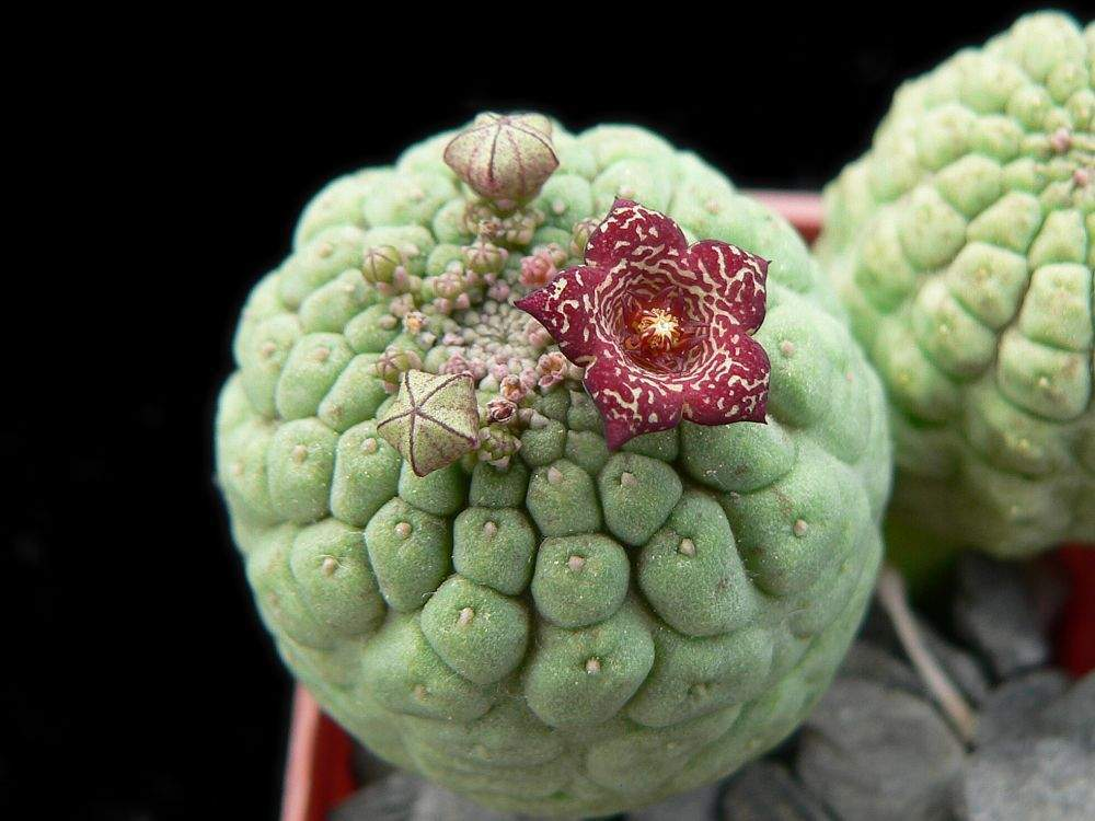 Покорите сердцами трихокаулона: секреты ухода за вашим зеленым другом